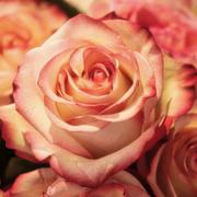 online medium Rose - in gesprek